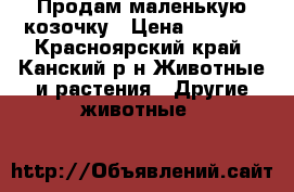 Продам маленькую козочку › Цена ­ 3 000 - Красноярский край, Канский р-н Животные и растения » Другие животные   